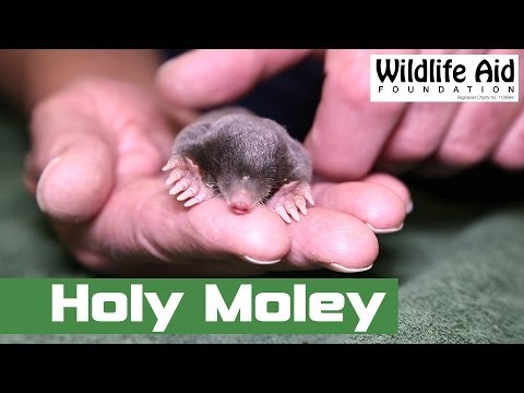 What Happens When A Wriggly Little Mole Is Found Above Ground The Dodo Little Mole Is Found Above Ground, Baby Mole In Basement