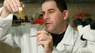 Studying Cancer Using Fruit Flies