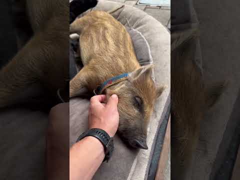 Соня маленькая #животные #лесной #hunting #animals #кабан #собака #labrador #fishing