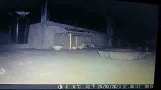 WILDKAMERA IM GARTEN. MARDER SCHAUT NACH, OB DIE KATZEN WAS ÜBRIG GELASSEN HABEN.