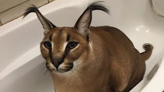 bath time