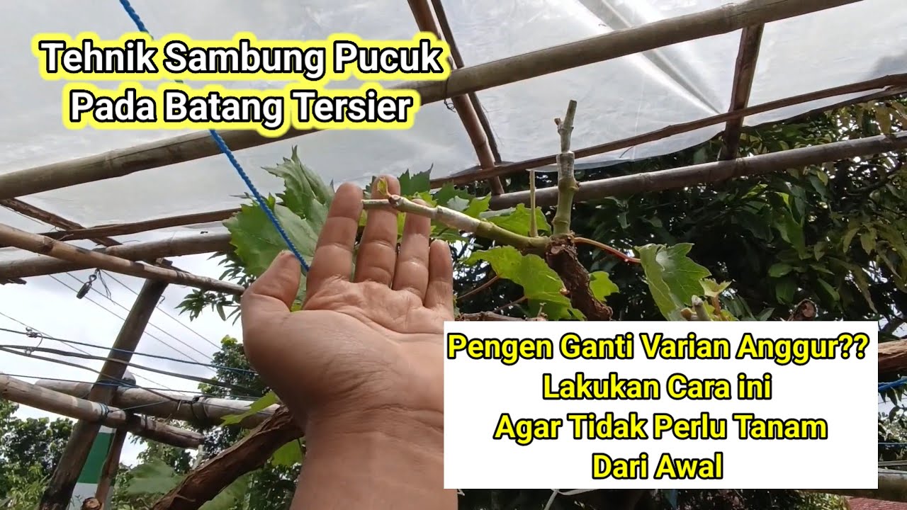 Trik Ganti Varian Anggur Tanpa Harus Menam Dari Awal // Grafting Di Cabang Tersier