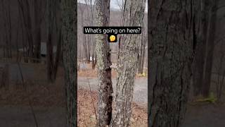 Any ideas? #mystery #nature #unknown #confused #hiking