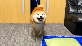 感動の再会の通り道にお父さんの枕置いてみた