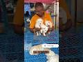 Kolkata dog market gallifstreetpetmarket trend view vira dog