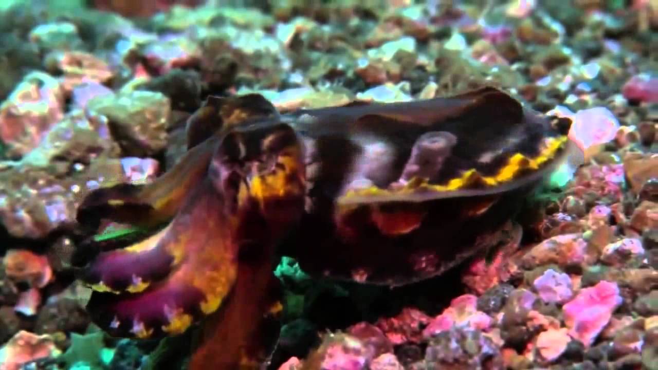 free documentary apps Octopus And Squid Nature Wildlife(full documentary)HD