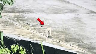 I just called to him once, and to my surprise, that little cat came running to me through the rain