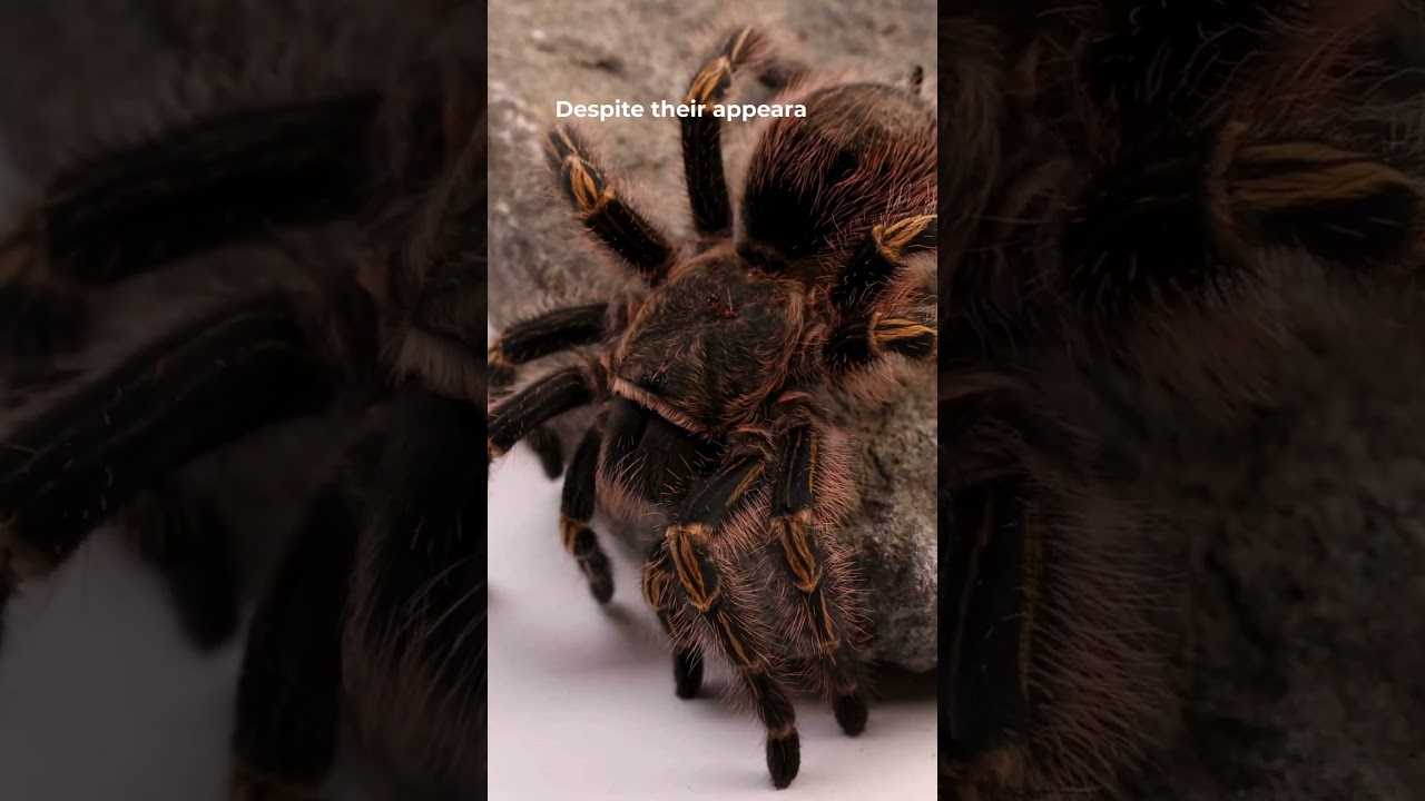 🕷️ Tarantula Spider | One of the Largest Spiders in the World