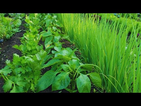COMPANION PLANTING, INTERCROPPING, & INTERPLANTING - Maximizing Space In The Market Garden