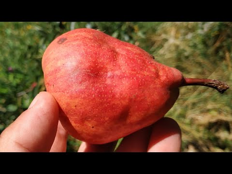 ቪዲዮ: Red Bartlett Pear Tree መረጃ - ቀይ ባርትሌት ፒርስን እንዴት እንደሚያሳድጉ ይወቁ