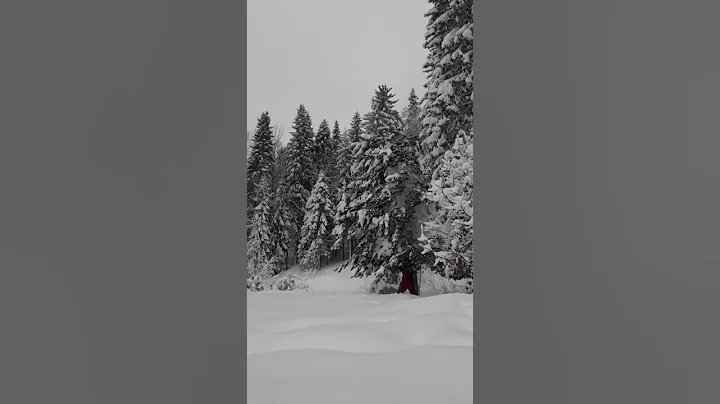 Shaking Snow from Trees in Winter - DayDayNews