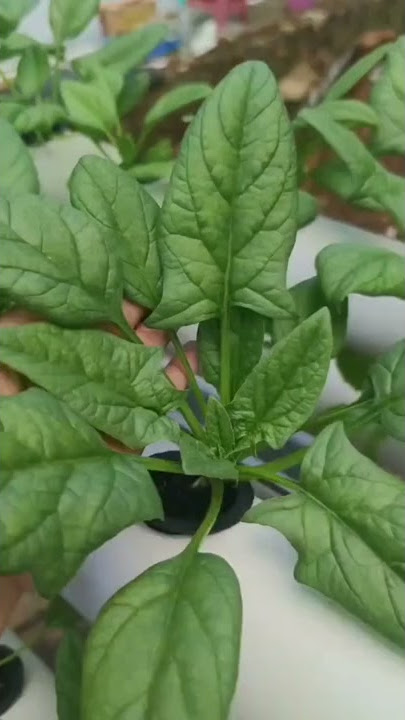 MENANAM HORENZO BAYAM JEPANG DI DATARAN RENDAH MENUJU PANEN 😁 #shorts