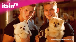 Hund oder Katze? Deine Gene entscheiden!