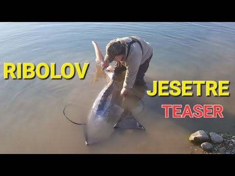 Ribolov Jesetre - TEASER