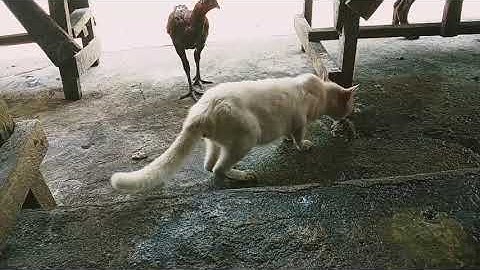 LAGI MENIKMATI KEINDAHAN ALAM SIANG ,RUPANYA ADA YANG LAPAR#cat #suasanayangindah 