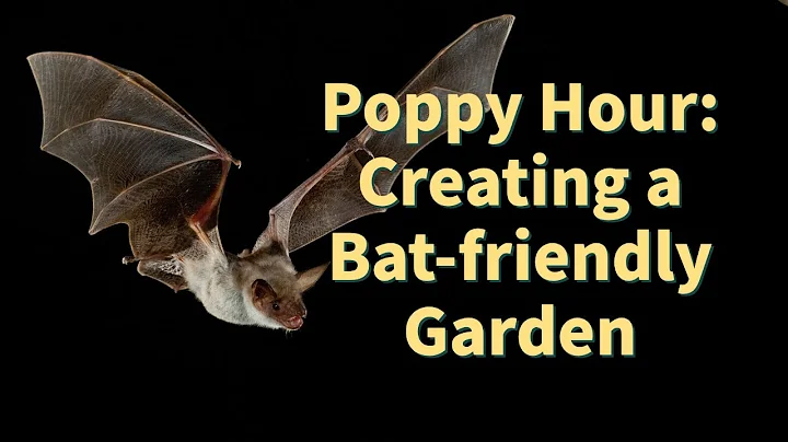 Poppy Hour: Creating a Bat-friendly Garden