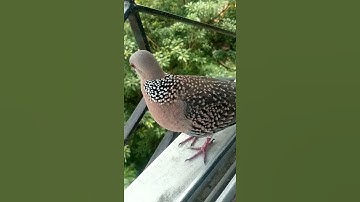 Spotted dove
