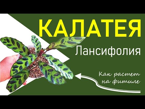 КАЛАТЕЯ Лансифолия. Пересадка, на что обратить внимание. Правила перевода на фитиль и уход