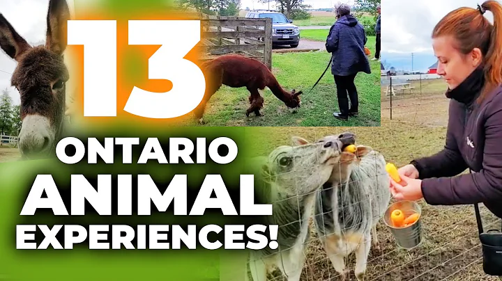 13 MUST DO ANIMAL EXPERIENCES IN ONTARIO! DONKEYS, OTTERS, ALPACA PICNIC, BIRDS, FARMS & ZOOS!