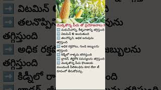 Corn Maize Health Benefits You Didnt Know Boost Digestion, Energy Immunity Naturally