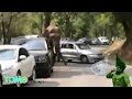 فيل متهيج جنسياً يفرّغ إحباطه في إحدى السيارات المركونات على قارعة الطريق