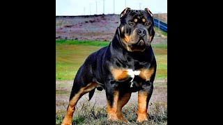 DEMOLEDOR Rottweiler Pitbull mix pitweiler by amazing videos 152 views 4 months ago 2 minutes, 31 seconds