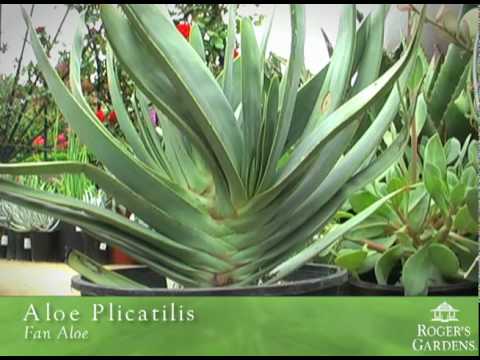 Video: Fan Aloe Plicatilis Info: Savjeti za uzgoj Aloe Fan Aloe