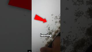 Your Tv Can Attract Ants  shorts