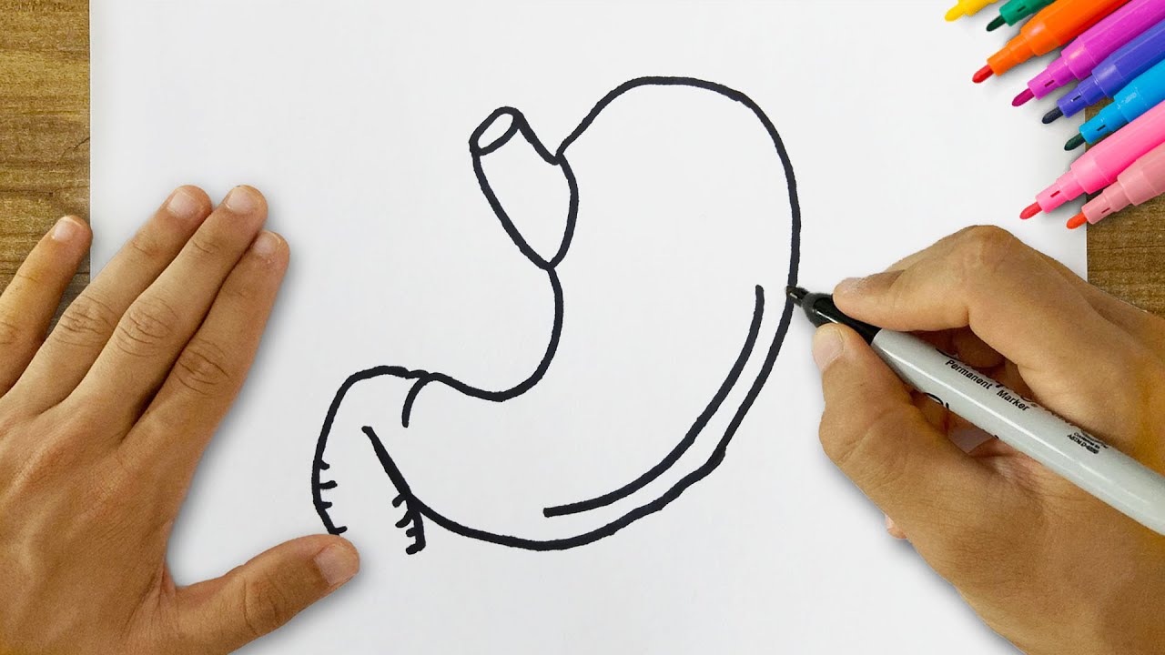 How to Draw a Stomach? Very Easy Step-by-Step Stomach Drawing