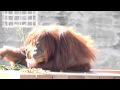 【爆笑】オランウータンのじゃらんじゃらんデッキ / 東山動物園　【おもしろ動画】