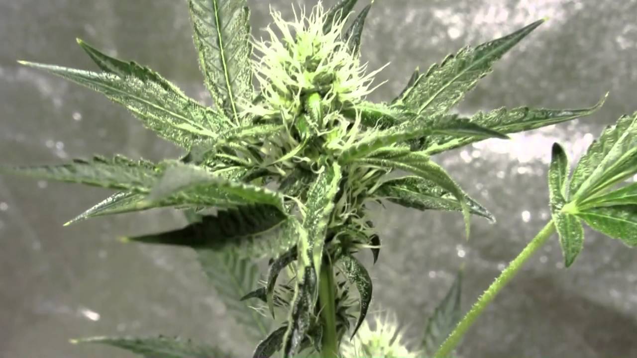 Ocean Grown Seeds OBI WAN OG KUSH Week 5