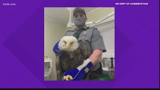 Bald eagle shot near nest  in Washington County, Misouri dies