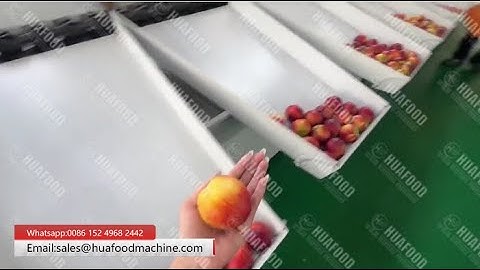 Nectarine Weight Sorting Machine Boost Fruits Efficiency & Accuracy
