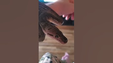 baby anthrax reticulated python