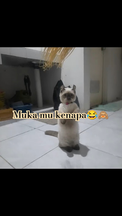 Gosong😹#cat#pets#kitten#catlover#funnycats#animallover#shortvideo#videoshort#viralshorts#cute#fyp