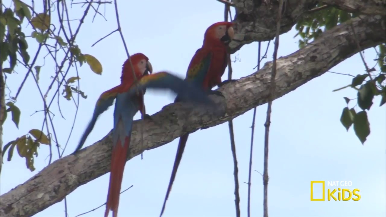 Macaw Celebrity Sighting   Animal LOL