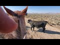 Loading a bull