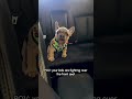 Frenchie Puppy LOUDLY Complains About Being Stuck in the Backseat