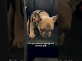 Frenchie Puppy LOUDLY Complains About Being Stuck in the Backseat