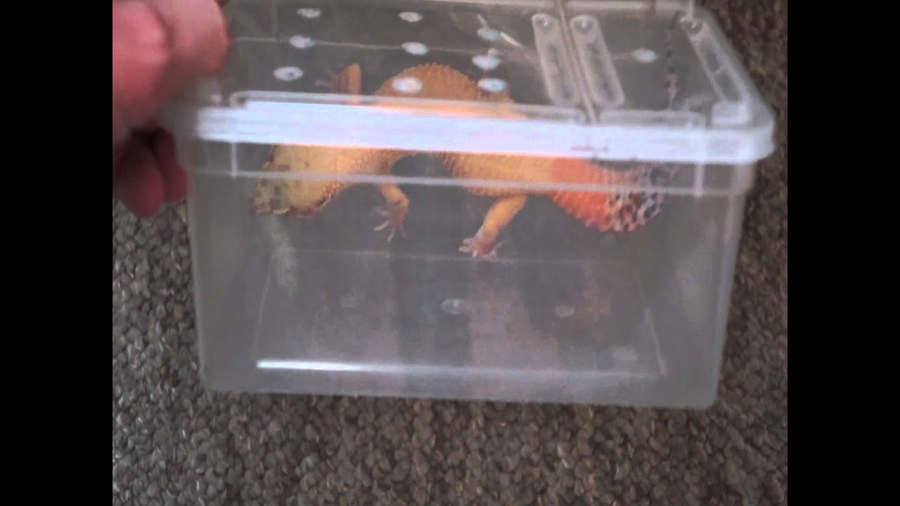 camera iphone 8 plus apk GECKO HOLD BACKS FOR 2015/2016