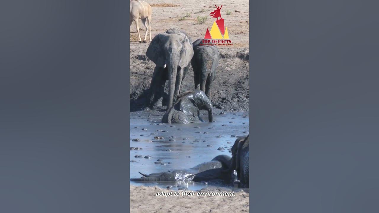 Can Elephants Get Sunburned? - YouTube