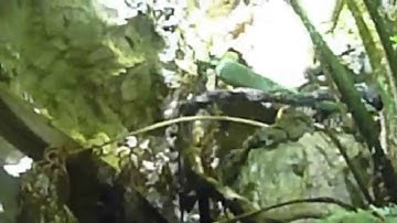 Large Lizard in Reptile House at the Fresno Chaffee Zoo