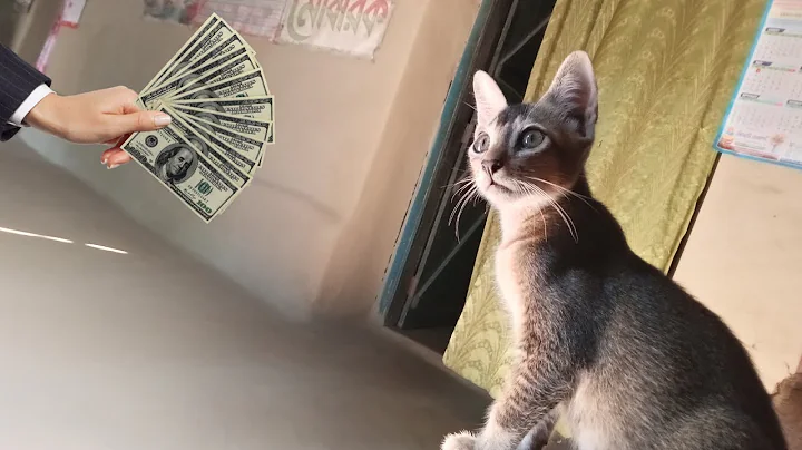 Video 11857081: cat funnycats animals, cat funny animals