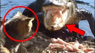 ЕСЛИ БЫ КОТ НЕ ПОЗВАЛ НА ПОМОЩЬ, ЕЕ БЫ УЖЕ НЕ БЫЛО! САМЫЕ СМЕЛЫЕ КОТЫ СПАСШИЕ ЧЕЛОВЕКА ЕСЛИ БЫ КОТ НЕ ПОЗВАЛ НА ПОМОЩЬ, ЕЕ БЫ УЖЕ НЕ БЫЛО! САМЫЕ СМЕЛЫЕ КОТЫ СПАСШИЕ ЧЕЛОВЕКА