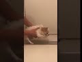 お風呂を嫌がるチワワ