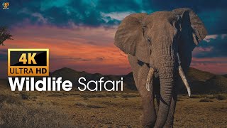 Amazing Wildlife Safari Film 4K With Tropical Music