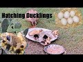 How to hatch Duck Eggs with Broody Duck  | Hatching  Ducklings  | Funny Duck Chicks