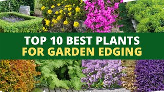 Top 10 Best Plants for Garden Edging 🌻🌿