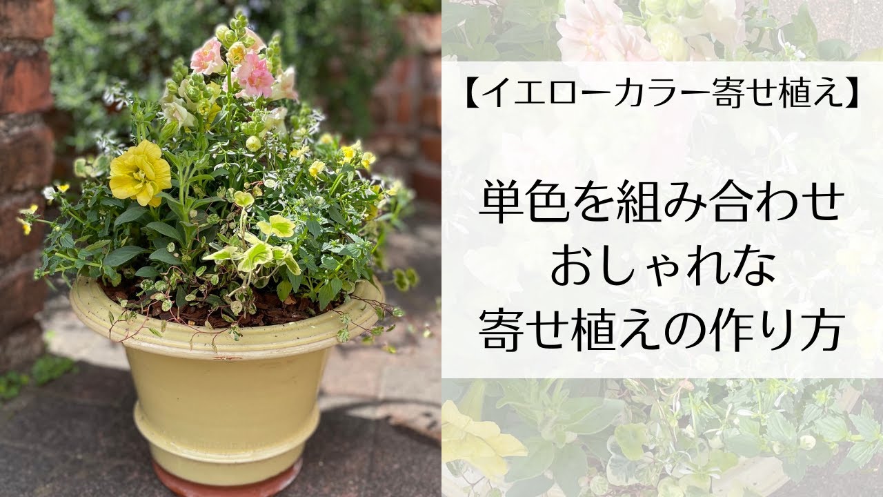 イエローカラー寄せ植え】花の選び方からおしゃれな寄せ植えの作り方
