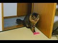 ドアストッパーを外してドアを開ける猫 Cats are troubling by removing the door stopper without permission